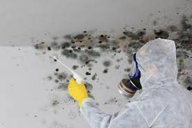 Why You Should Choose Our Mold Remediation Services in Macdonnell Heights, NY